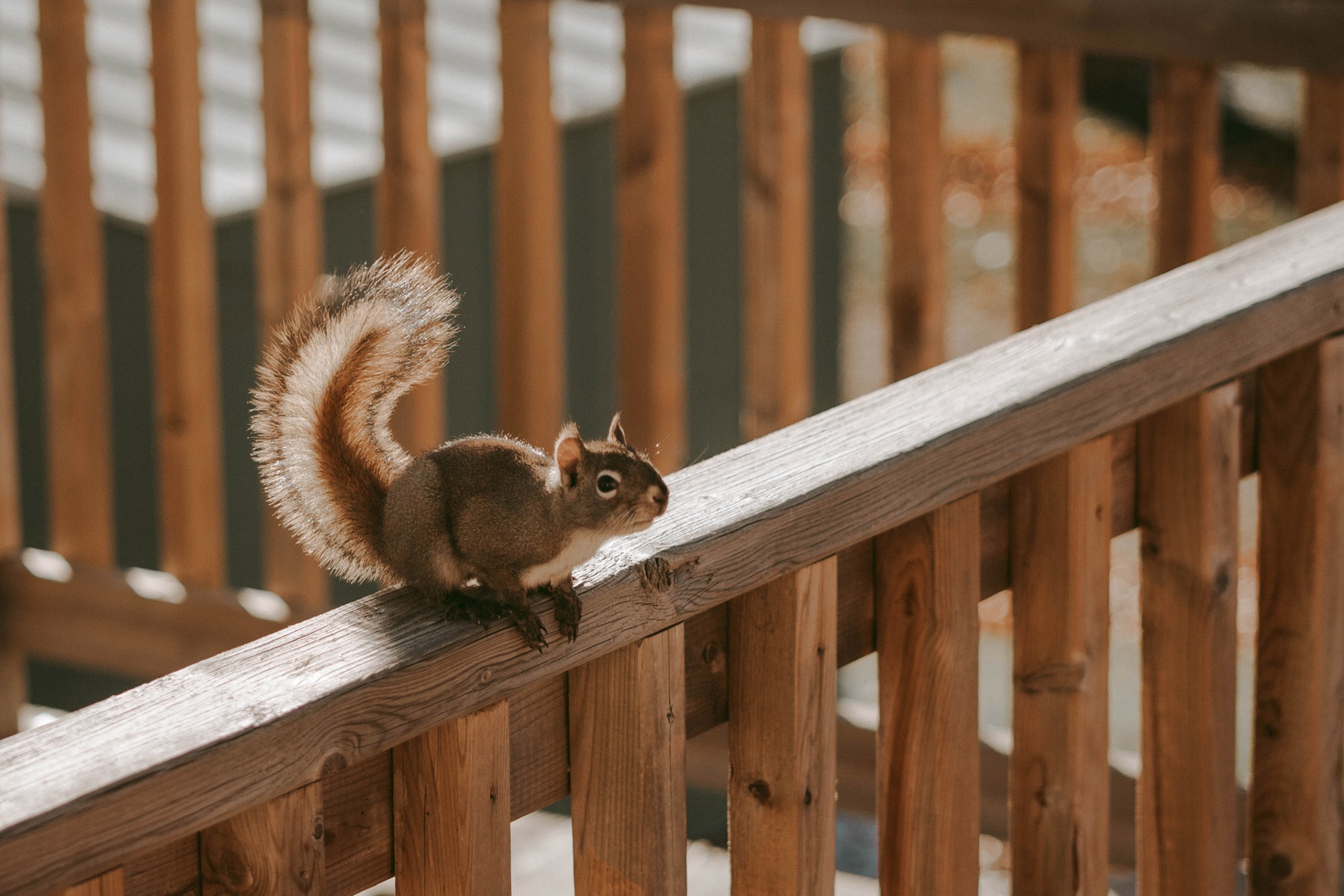 A Squirrel on a Railing